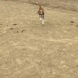 Adopta a Ada