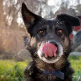 Adopta a Detroit