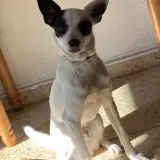 Adopta a Oskar
