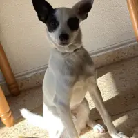 Adopta a Oskar