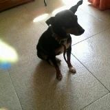 Adopta a Chinche