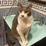 Adopta a Tom