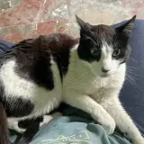 Adopta a Milo