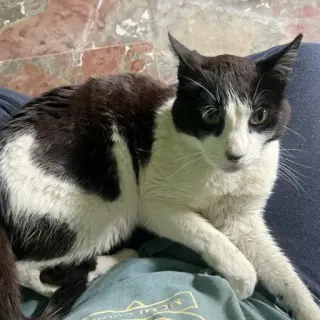 Milo