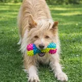 Adopta a Nova