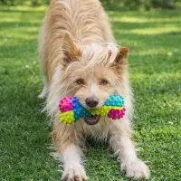 Adopta a Nova