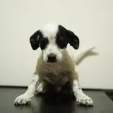Adopta a Anacardo