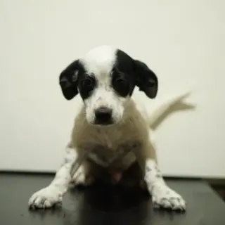 Anacardo
