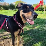 Adopta a Selma