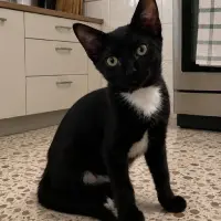 Adopta a Nepi