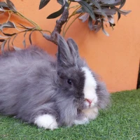 Adopta a Dr Muelitas