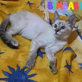 Adopta a Bimbabim