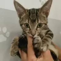 Adopta a Malfy