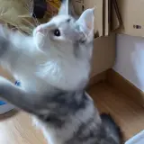 Adopta a Kiev, Blimunda