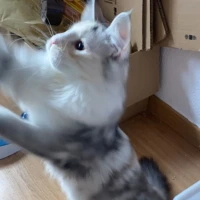 Adopta a Kiev, Blimunda