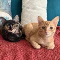 Adopta a Fonsi Y Poly