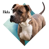Adopta a Hela