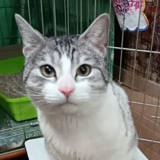 Guapo