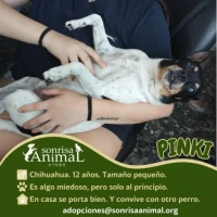 Adopta a Pinki