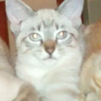 Adopta a Bbes Gatitos