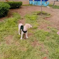 Adopta a Nube