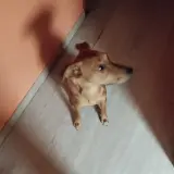Adopta a Zuma