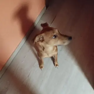 Zuma