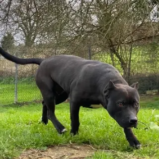 Kora