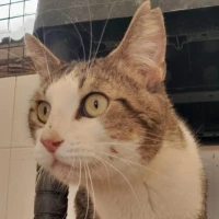 Adopta a Alberto