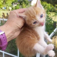 Adopta a Gatitos