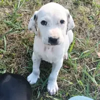 Adopta a Elur