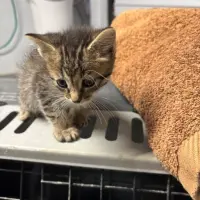 Adopta a Estela
