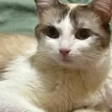 Adopta a Nata