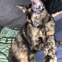 Adopta a Bastet