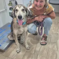 Adopta a Dolly 7 Meses, Tlf 645978718