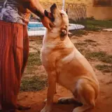 Adopta a Tuti