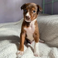 Adopta a Freddy