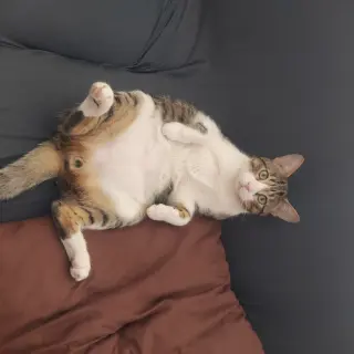 Opie