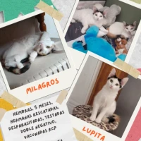 Adopta a Lupita Y Milagros