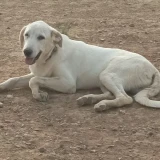 Adopta a Asgard