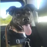 Adopta a Nut