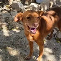Adopta a Canela, Tlf De Contacto 645978718