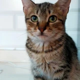 Adopta a Lacoste