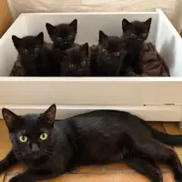 Adopta a Gatitos Bebes