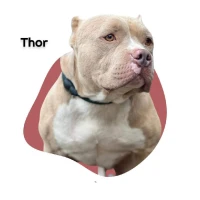 Adopta a Thor.