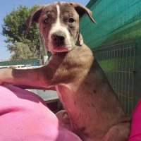 Adopta a Andrómeda