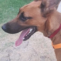 Adopta a Loki