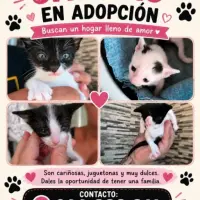 Adopta a Surrey