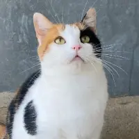 Adopta a Carey