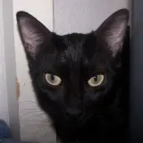 Adopta a Pucca